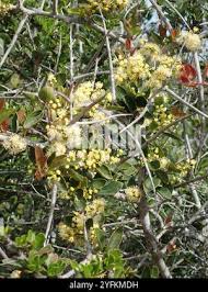 Image result for Scolopia zeyheri