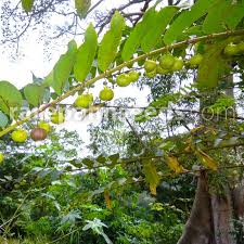 Image result for Phyllanthus beillei