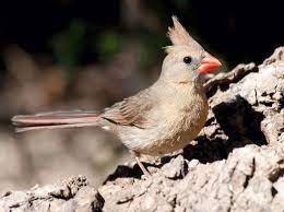 Use them in commercial designs under lifetime, perpetual & worldwide rights. Wild About Texas Official Bird Of 7 States Common In Texas