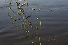 Image result for Schwenckia