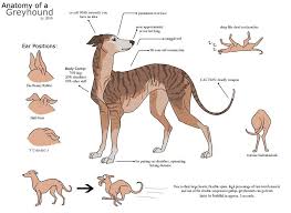 Dogs Drawn Dang Good Grey Hound Dog Greyhound Whippet