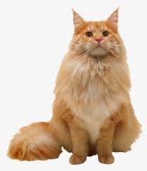Check spelling or type a new query. Persian Cat Minuet Cat Maine Coon Munchkin Cat Kitten White Cat Png Transparent Png Download Kindpng