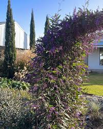 Image result for Hardenbergia