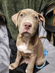 Pit bull owners introduce their pets