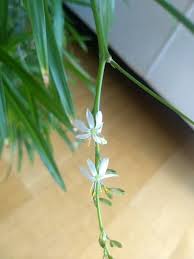 Image result for Chlorophytum anceps