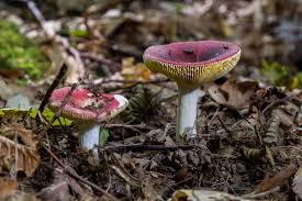 Image result for Russula vinacea
