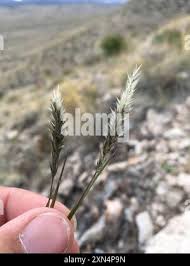 Image result for Enneapogon scoparius