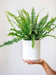 Image result for ledviník