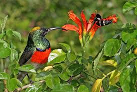 Garden Birds Of South Africa Greater Double Collared Sunbird By Rodnick Clifton Biljon South African Birds Birds Wild Birds