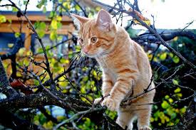 Most orange cats happen to be male, but that doesn't mean there aren't still female orange tabbies naming that tabby! 9 Fun Facts About Orange Tabby Cats The Purrington Post