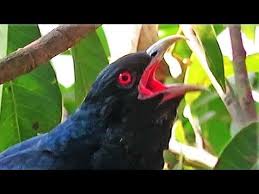 Birds Chirping In The Morning Sound Effect Asian Koyal Bird Singing Indian Koel Cuckoo Bird Singing Sound Youtube In 2020 Bird Wildlife Nature Cuckoo