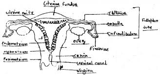 Uterine tubes (fallopian tubes or oviducts). Draw Neat Clean And Well Labelled Diagram Of Female Reproductive System Of Human Being Write The Functions Of Its Different Parts Sarthaks Econnect Largest Online Education Community