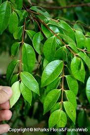 Image result for Syzygium niassense