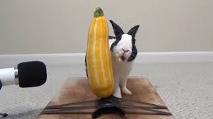 Here is how you achieve that. Can Rabbits Eat Zucchini What You Need To Know Pet Keen