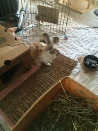 For many people, rabbits are the ideal pet. Rabbit Cages And Other Terrible Ideas