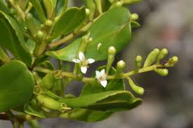 Image result for Lumnitzera racemosa