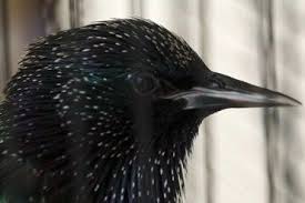 Birds On The Bay Podcast Buddy The Talking Starling Starling Animals Bird