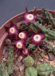 Image result for Duvalia