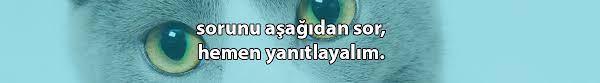 Kedi Piresi Umraniye Veteriner