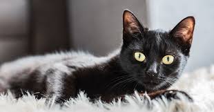 ‪7 Fascinating Facts About Black Cats | Pumpkin Pet Insurance‬‏