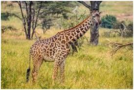 Habitat And Adaptation Introduction Videos Types Solved Examples