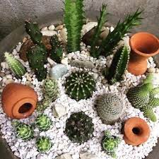 Recipiente de diseño para tus suculentas, perfecto para decorar. Como Hacer Un Terrario De Cactus Para Decorar Tu Casa Como Hacer Terrarios Jardin De Cactus Cultivo De Suculentas
