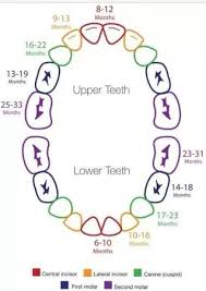 Teething Baby Chart Babycenter