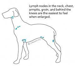 Only you know your dog best and can tell how her quality of life is. Lymphoma In Dogs Vca Animal Hospital