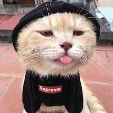 He Makes Me Crazy Cat Cats Catsofinstagram Of Catstagram Catlover Instacat Inst Cute Baby Cats Cute Animals Funny Cute Cats