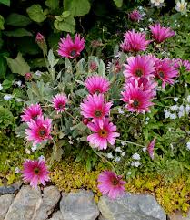 Image result for Arctotis