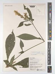 Image result for Lankesteria