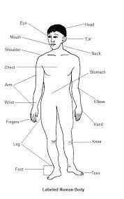 Hindi Vocabulary For Body Parts Hindi Language Blog