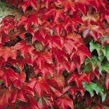 Pentru ca gradina ta sa te invaluie in misterul ei parfumat in serile racoroase de vara, alege plante este o planta rezistenta la temperaturile scazute sau la inghet. Plante Urcatoare Vita Canadiana Ampelopsis Veitchii Sin Parthenocissus Tricuspidata Ghiveci 5 7 Litri H 150 175cm