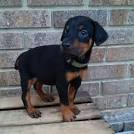 Doberman Pinscher Puppies for sale in California