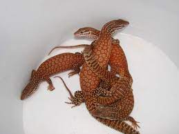 Ackies Monitor Yellow And Red Or Varanus Tritis Page 4 Monitor Lizard Red Dinosaur Crafts