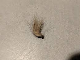 To remove hair on your stomach, it is recommended to use a hard wax to prevent the hairs from coming back so quickly. I Just Pulled This Monster Out Of My Bellybutton Popping