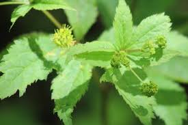 Image result for Sanicula elata