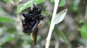 Image result for cornish black bee