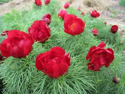 Image result for Digitalis purpurea alba/ red spots