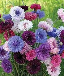 Bachelor S Buttons Einjahrige Blumen Blumensamen Getrocknete Blumen