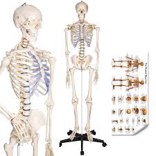 View, isolate, and learn human anatomy structures with zygote body. Ronten Human Skeleton Model Anatomical Skeleton Lifesize 70 8 In Including Booth Cover Poster Amazon Com Industrial Scientific
