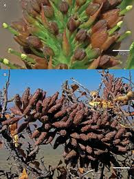 Image result for Hymenodictyon