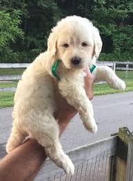 Goldendoodles are hypoallergenic designer dogs bred by crossing golden retrievers and poodles. Goldendoodle Bernedoodle And Englishdoodle For Sale From Best Breeder Goldendoodle Labradoodle Goldendoodle Doodle Dog