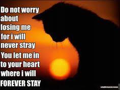 Also known as somewhere over the rainbow, the 1939 classic and academy award winning song from wizard of oz. 23 Cats Crossing Over Ideas Rainbow Bridge Cats Pet Loss Grief