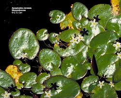 Image result for Menyanthaceae