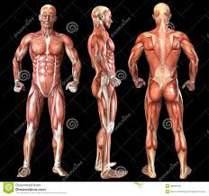 Maybe you would like to learn more about one of these? Human Anatomy Full Body Muscles Muscle Groups Fully Grown Male Man Front Anterior Back Posterior Side Lateral 4 Human Muscle Anatomy Human Anatomy Body Anatomy