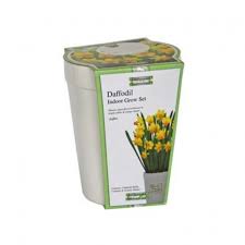 I fiori possono essere profumati. Kit Coltivazione Fiori Di Narciso Jetfire Di Colore Giallo Con Vaso In Ceramica Terriccio E Bulbi