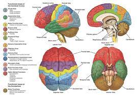 Neuroanatomy Parts Of The Brain Brain Map Cerebral Cortex Brain Mapping Brain Anatomy And Function
