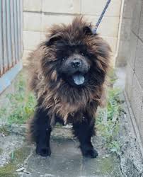 健康状態良好な男の子！ | チャウ・チャウ | ドッグキャットレスキュー アネラ | OMUSUBI by ペトコト｜保護犬・保護猫マッチングサイト