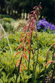 Image result for Kniphofia thomsonii
